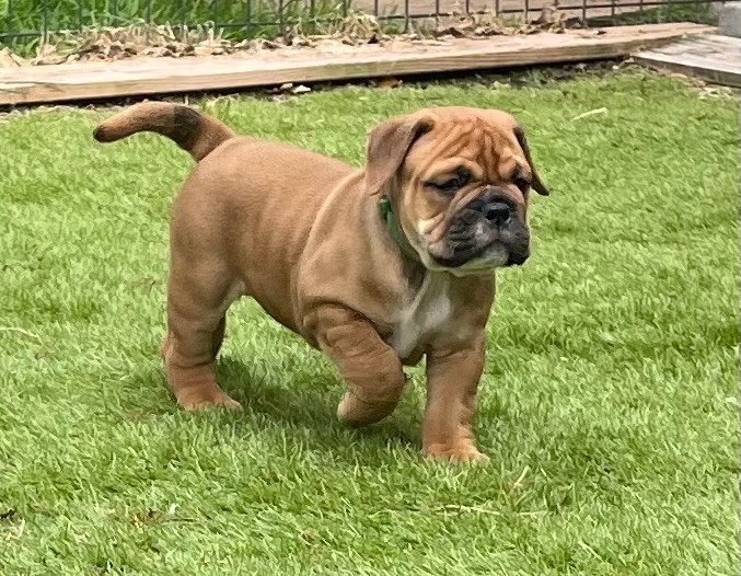 Des Gardiens Du Mirador - Chiots disponibles - Bulldog continental