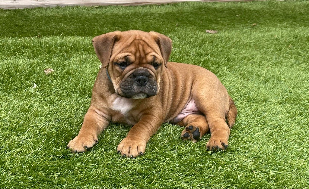 Des Gardiens Du Mirador - Chiots disponibles - Bulldog continental