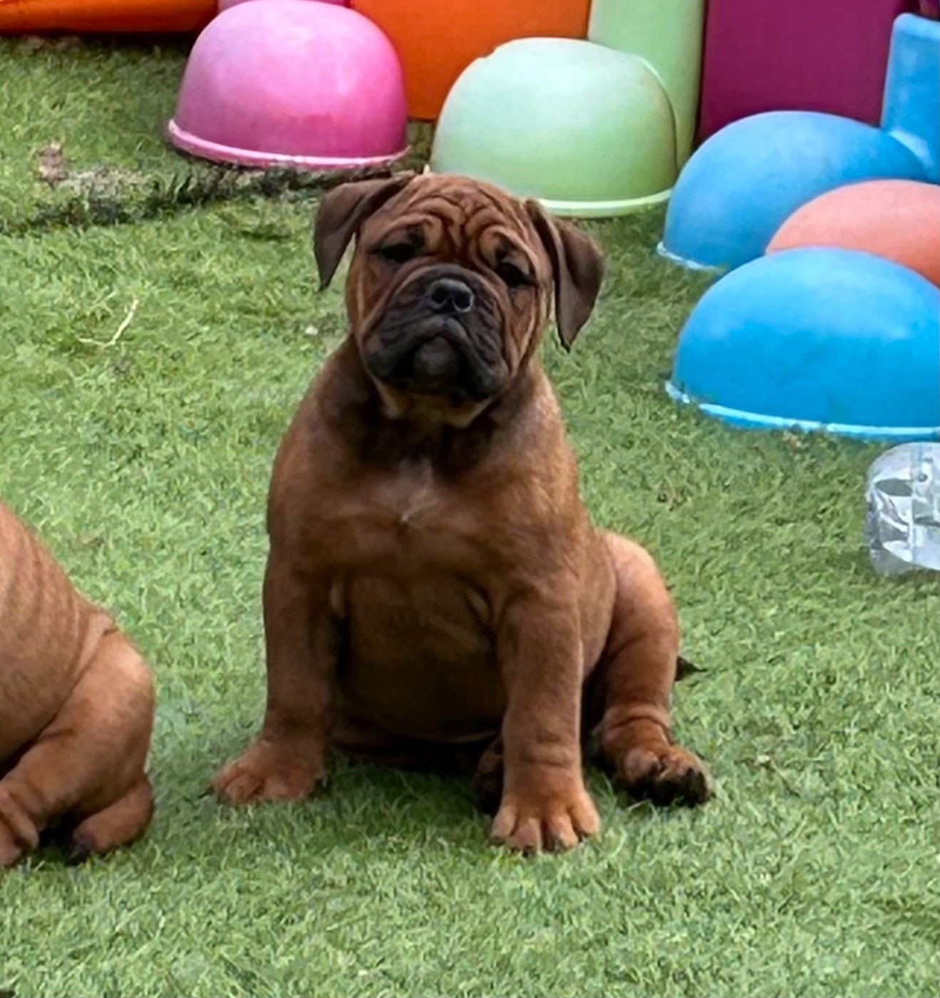 Des Gardiens Du Mirador - Chiots disponibles - Bulldog continental