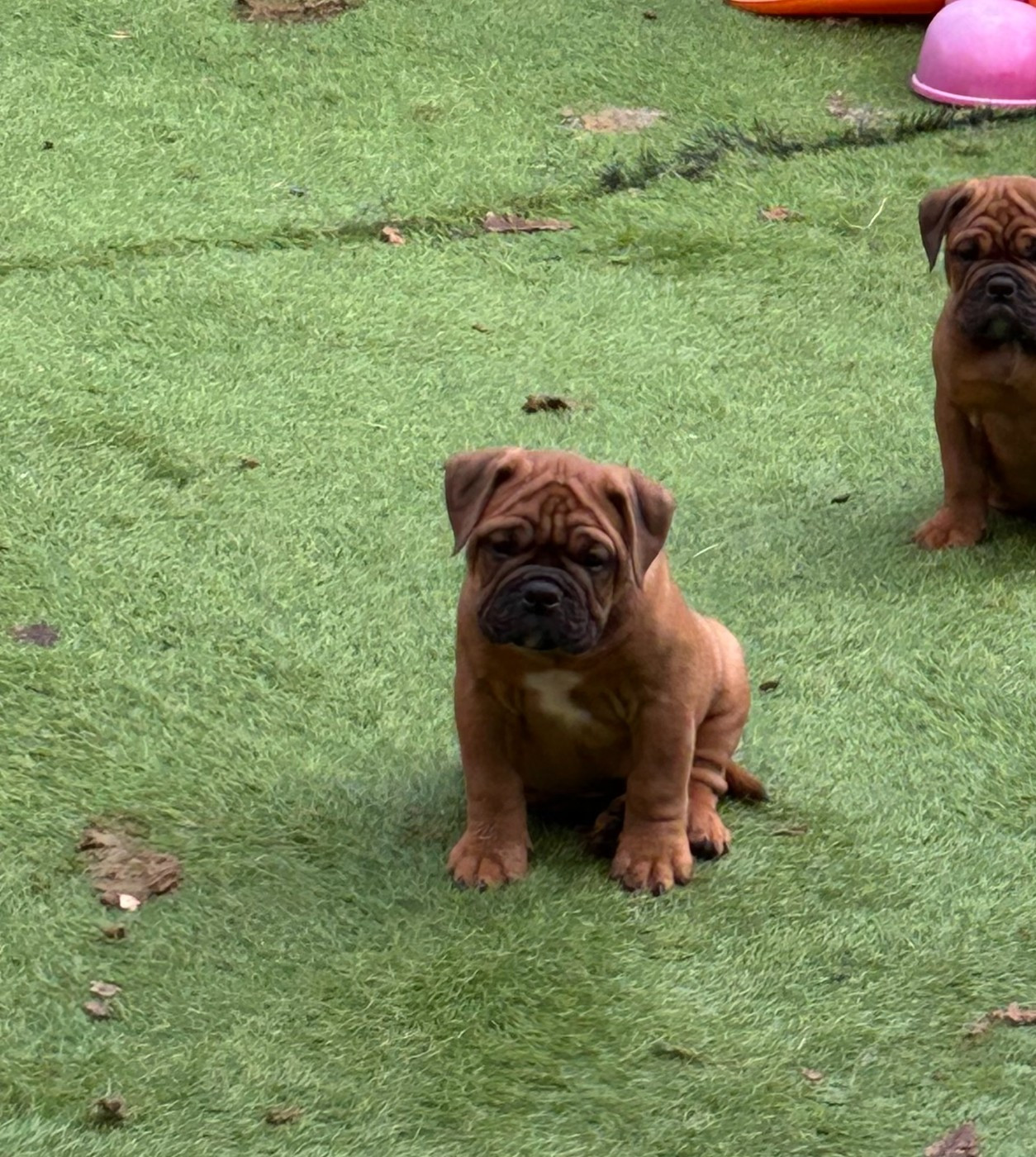 Des Gardiens Du Mirador - Chiots disponibles - Bulldog continental