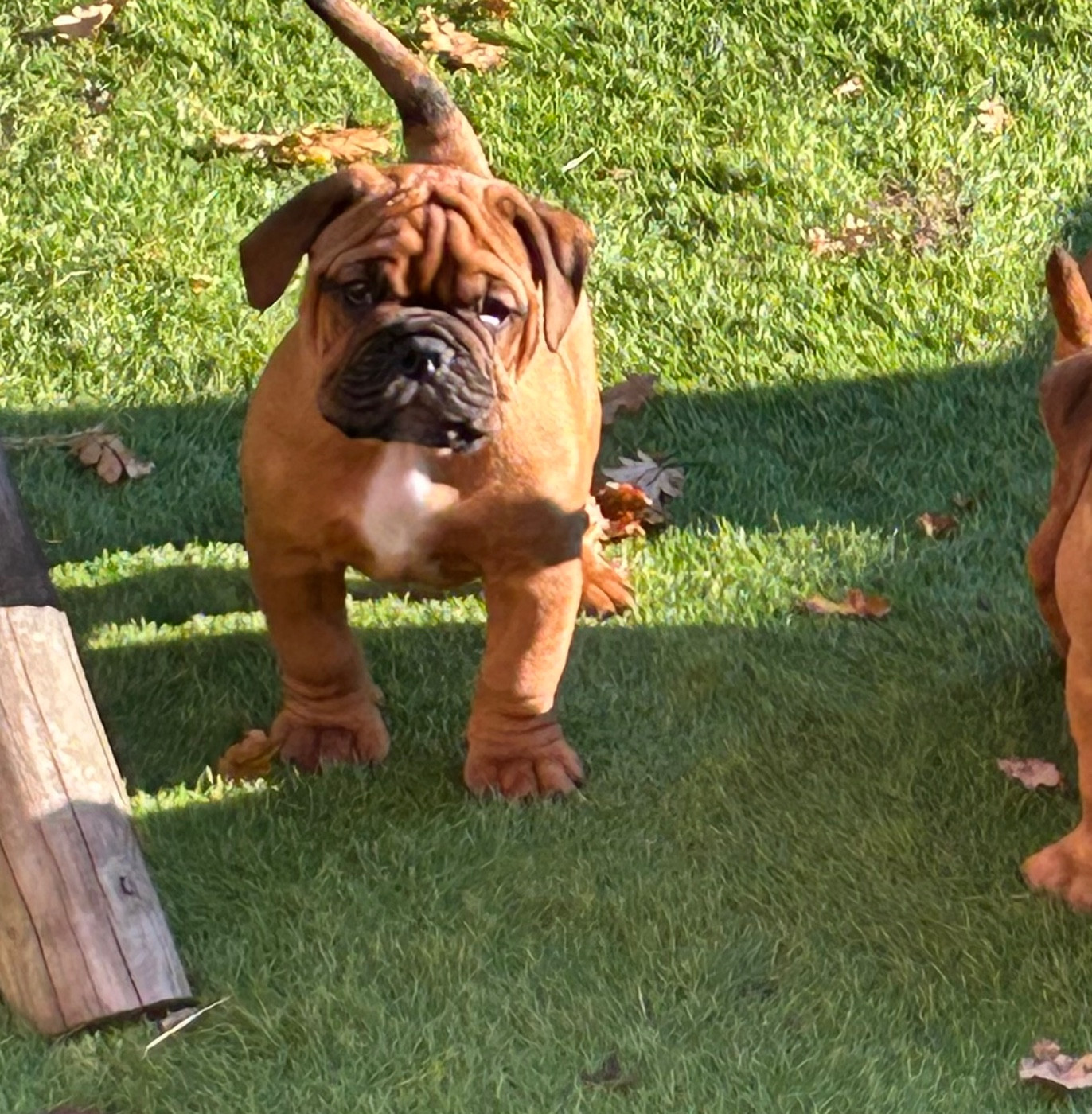 Des Gardiens Du Mirador - Chiots disponibles - Bulldog continental
