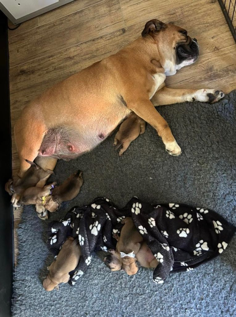 Chiot Bulldog continental Des Gardiens Du Mirador