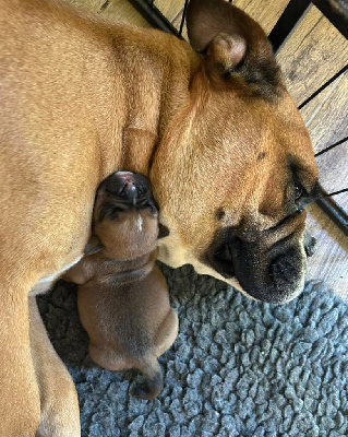 CHIOT 6