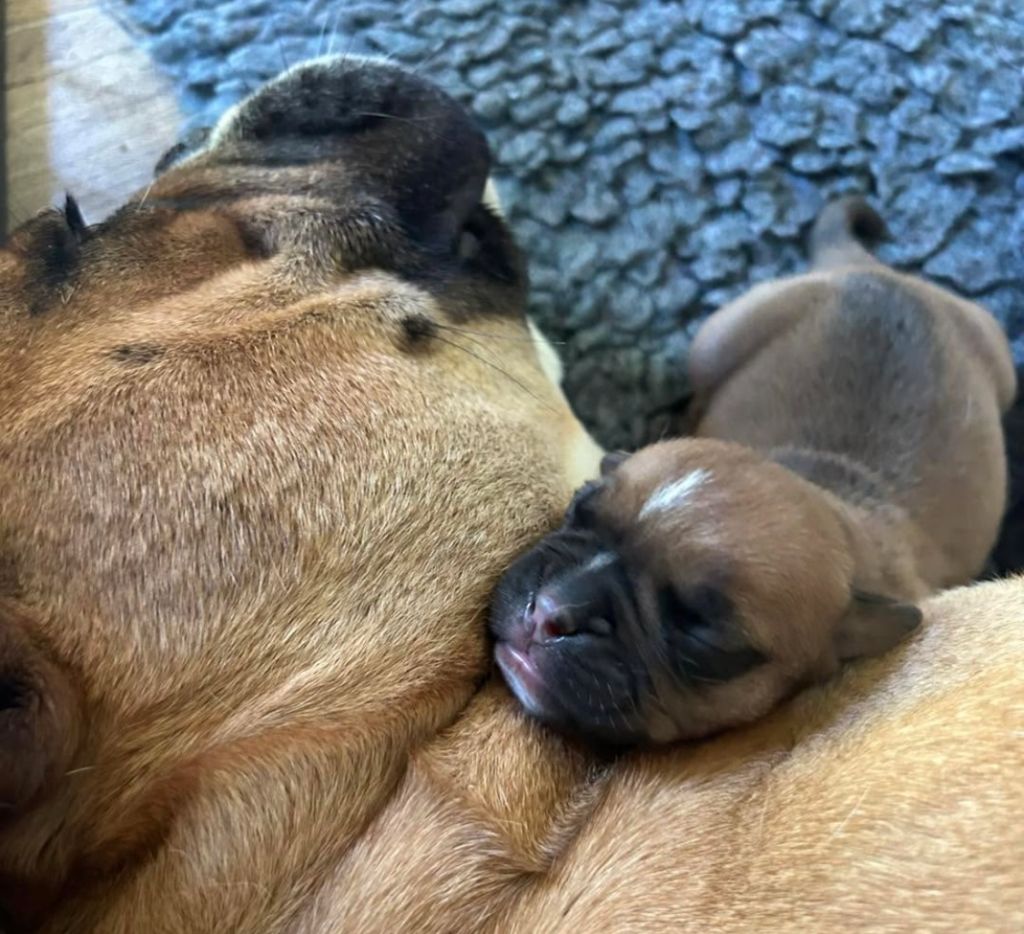 Des Gardiens Du Mirador - Chiots disponibles - Bulldog continental