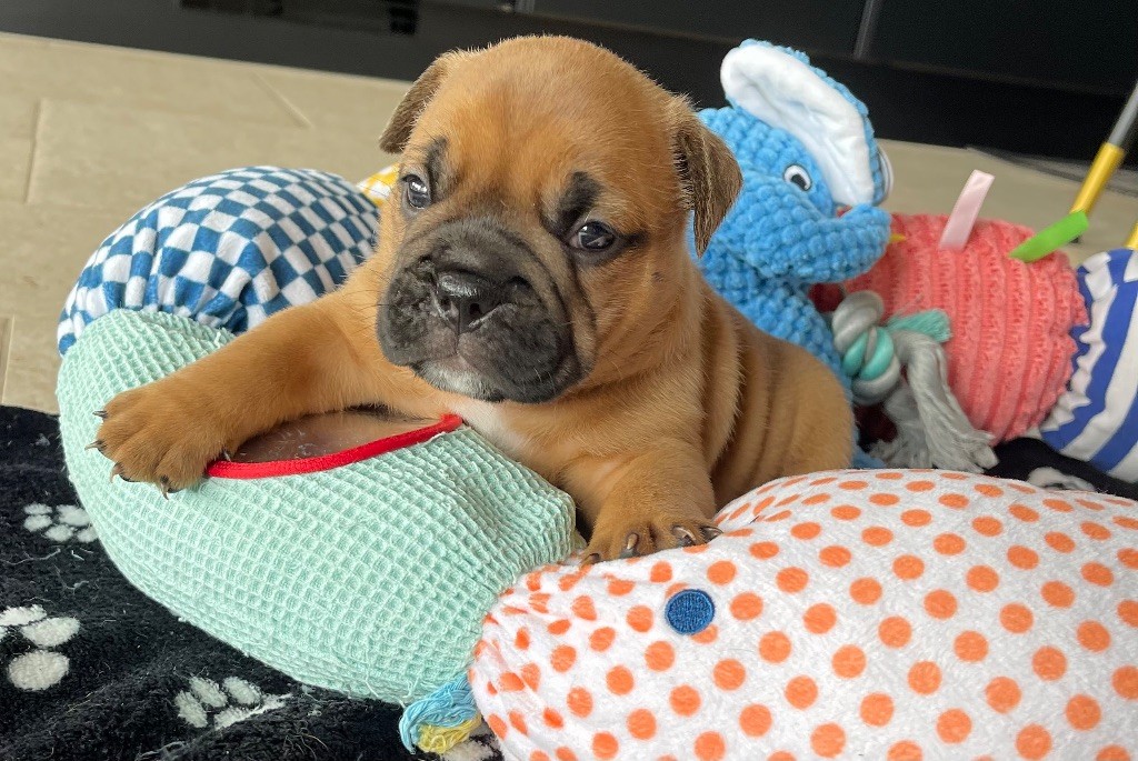 Des Gardiens Du Mirador - Chiots disponibles - Bulldog continental
