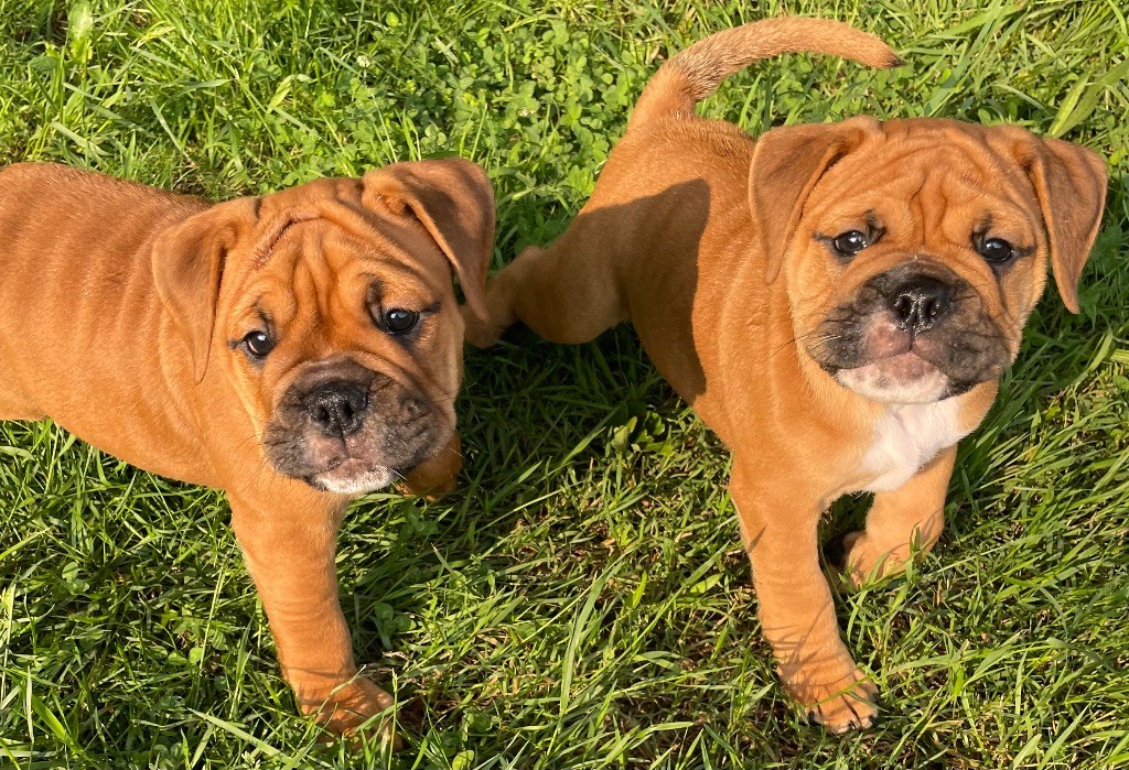 Des Gardiens Du Mirador - Chiots disponibles - Bulldog continental