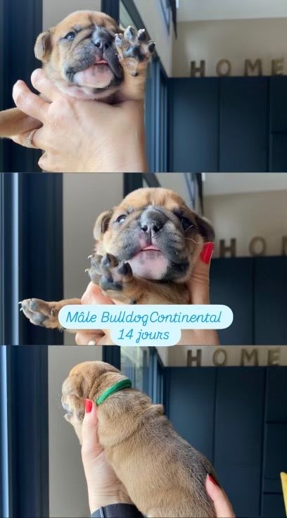 Des Gardiens Du Mirador - Chiots disponibles - Bulldog continental