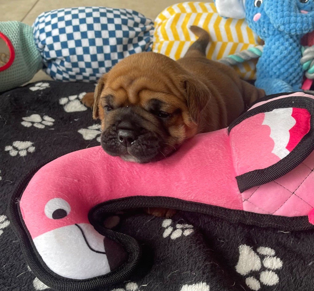 Des Gardiens Du Mirador - Chiots disponibles - Bulldog continental