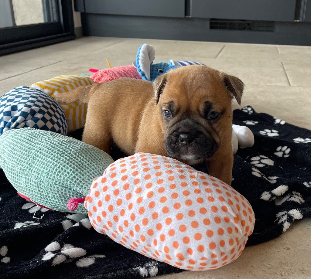 Des Gardiens Du Mirador - Chiots disponibles - Bulldog continental