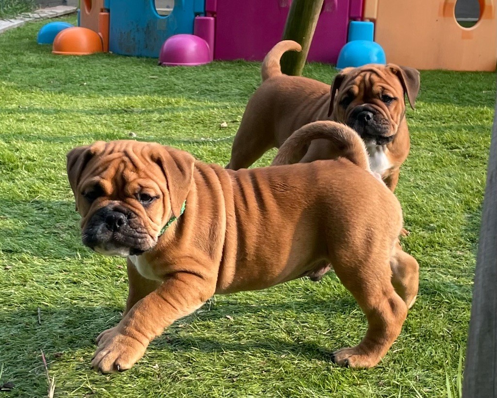 Des Gardiens Du Mirador - Chiots disponibles - Bulldog continental