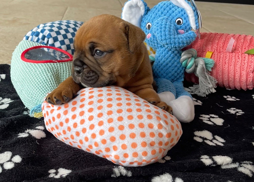 Des Gardiens Du Mirador - Chiots disponibles - Bulldog continental