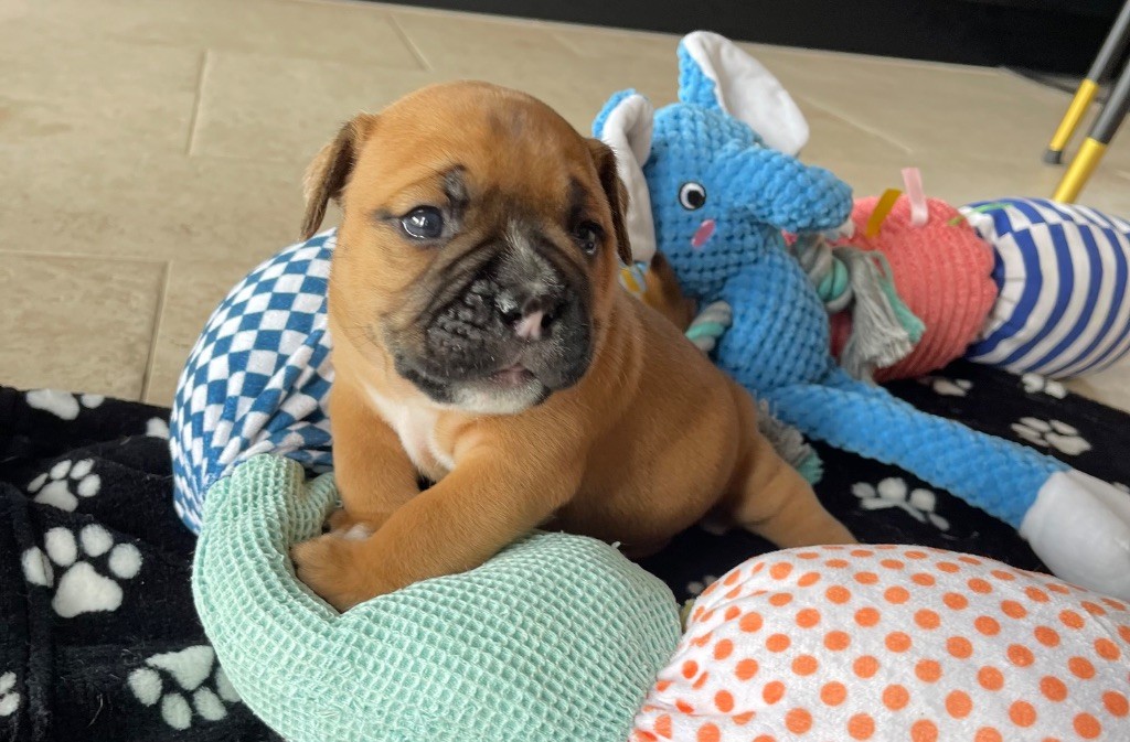 Des Gardiens Du Mirador - Chiots disponibles - Bulldog continental